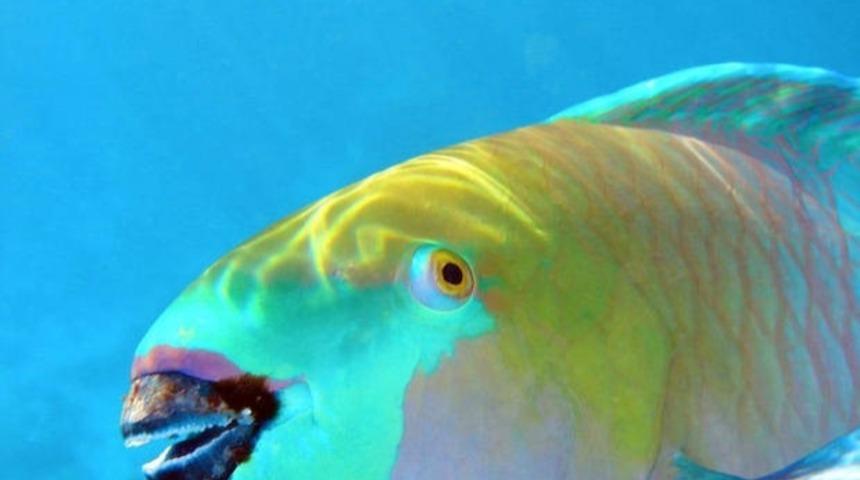 Hayvan Kakası Ger&ccedil;ekten İğren&ccedil; Bir Şey, Ama Birtakım Faydaları Yok Değil