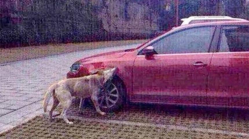 Kendisini Tekmeleyen Adamdan İntikam Alan Kahraman K&ouml;pek