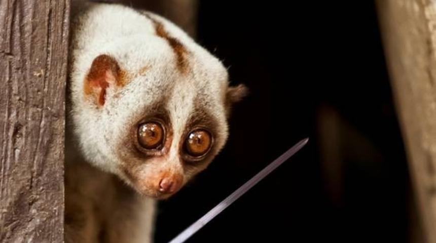 &Ccedil;ok Tatlı Fakat Sizi Anında &Ouml;ld&uuml;rebilecek 7 Hayvan