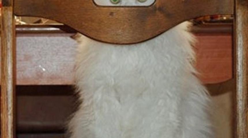 Uzman Ajan 12 Ninja Kedi