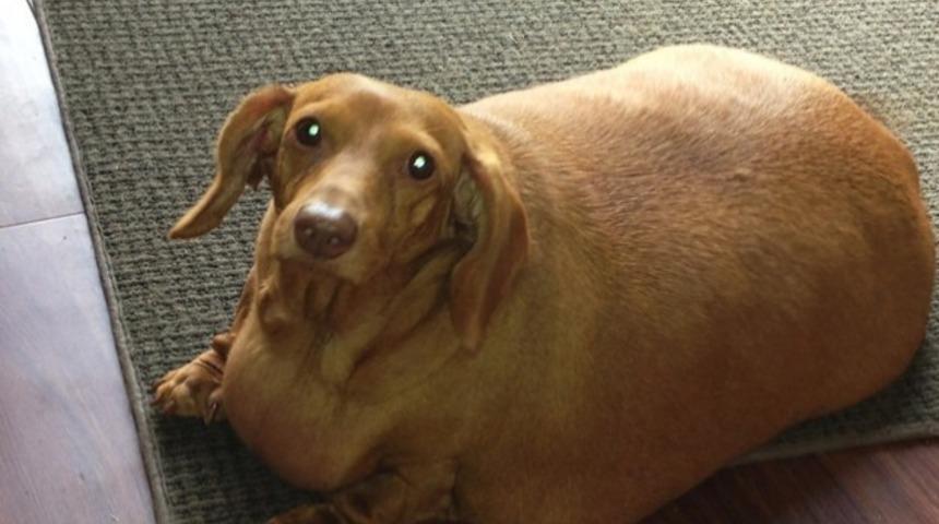 Obez Köpek Hamburger ve Pizzayı Kesince İnanılmaz Kilo Verdi