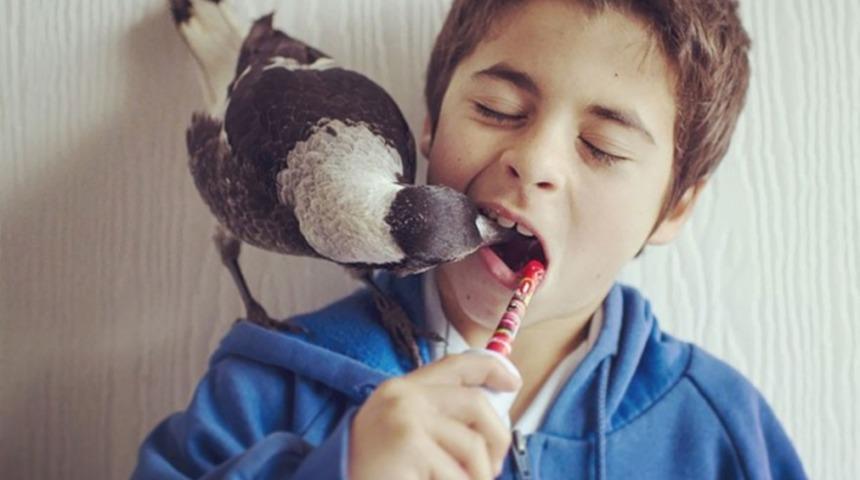 Bu K&uuml;&ccedil;&uuml;k Saksağan Kendisini Kurtaran Ailenin Yeni &Uuml;yesi Oldu