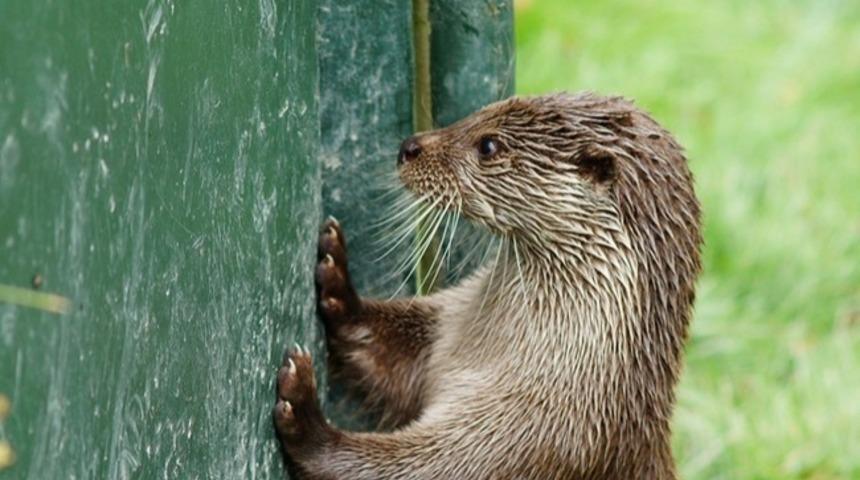 D&uuml;nyadan Haberi Olmayan Bu 20 Hayvanın Tatlılık &Ouml;tesi Halleri