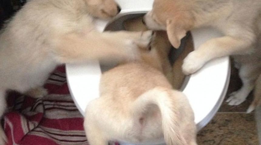 D&uuml;nyanın En Yaramaz 25 K&ouml;peğiyle Tanışmaya Hazır Mısınız?