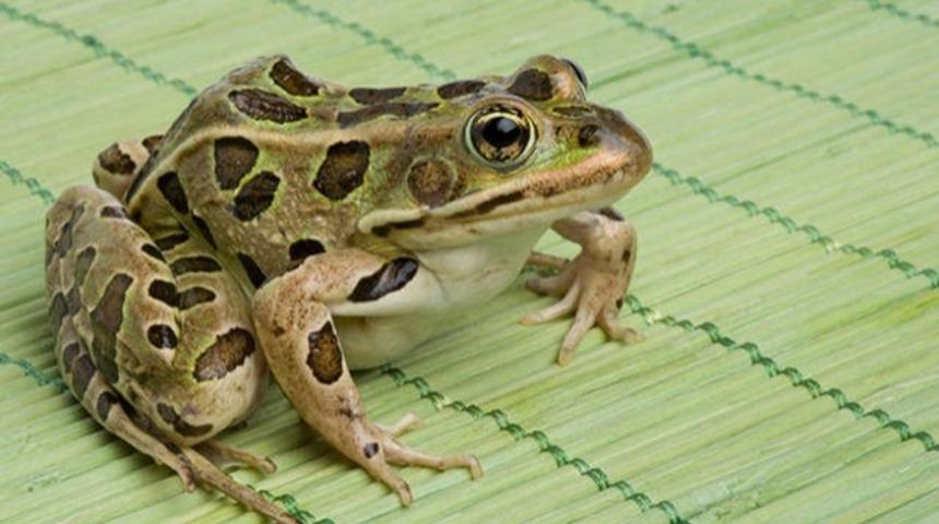Bu Kurbağalar G&ouml;zlerini Hi&ccedil; Tahmin Edemeyeceğiniz Bir Şekilde Kullanıyor