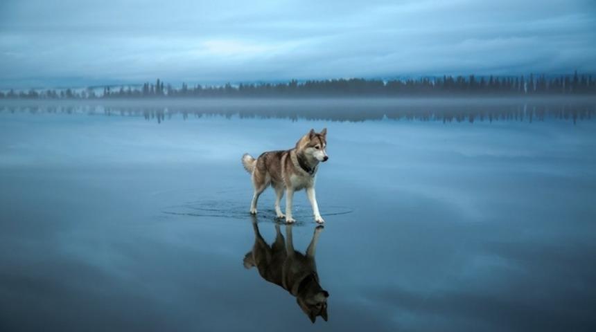Ayna Gibi G&ouml;l &Uuml;zerinde Muhteşem Husky Fotoğrafları