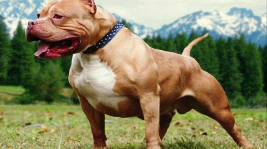 D&uuml;nyanın En Tehlikeli 7 K&ouml;pek Irkı