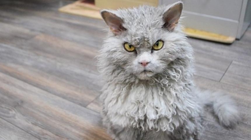 Koyun Kedi Albert ile Tanışın