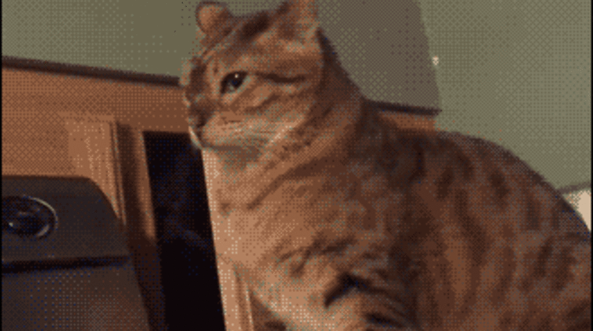 Gülmekten Öleceğiniz 20 İnanılmaz Hayvan GIF'i