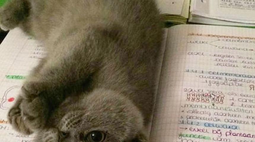 Kitap Okurken İlginize İhtiya&ccedil; Duyan 20 Kedi