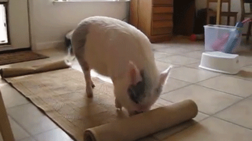 Bu Domuzun Yaptıklarına İnanamayacaksınız