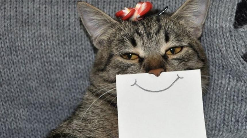 Yaratıcı Sahibi Bu Kediyi İfadede İfadeye Sokuyor