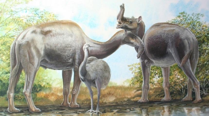 Darwin'in Gizemli 2 Hayvanı Sonunda A&ccedil;ığa &Ccedil;ıktı