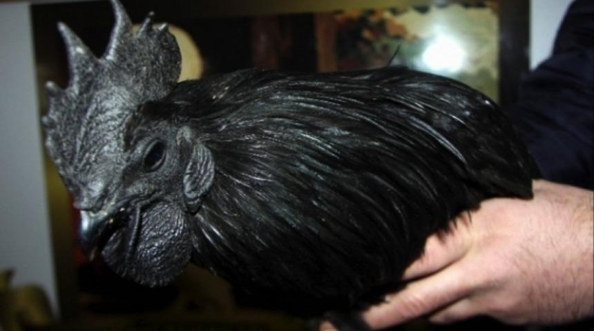 850 Bin Liraya Kuş Alır Mıydınız? İşte D&uuml;nyanın En Pahalı 7 Kuş T&uuml;r&uuml;