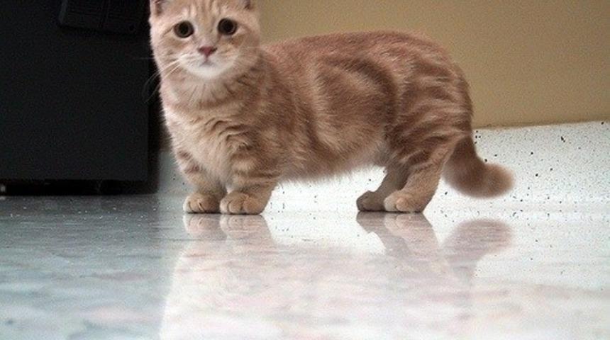 Sevimliliklerinden &Ccedil;ıldıracağınız 20 Munchkin Kedi