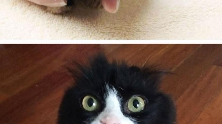 Sokaktan Kurtarılan 15 Kedinin &Ouml;ncesi ve Sonrası