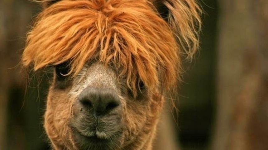 Kendilerine &Ouml;zg&uuml; Sa&ccedil; Stilleriyle 18 Alpaka Devesi