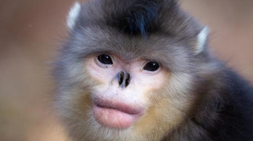 Varlığından Haberdar Olmama İhtimaliniz Y&uuml;ksek 14 Sıradışı Hayvan