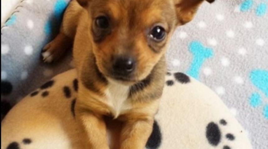 Terk Edilen Bu Kedi ve K&ouml;peğin Arkadaşlığı Sizi Ağlatacak