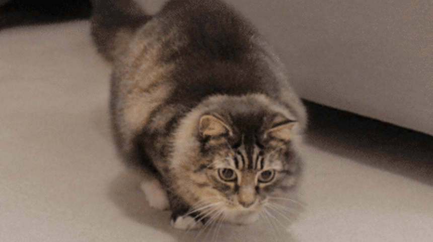 Poposunu Sallayan 20 İnanılmaz Kedi GIF'i