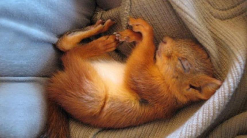 Bu Sincap Yaralanınca Bir Aile Tarafından Sahiplenildi ve 6 Yıldır Onlarla Yaşıyor