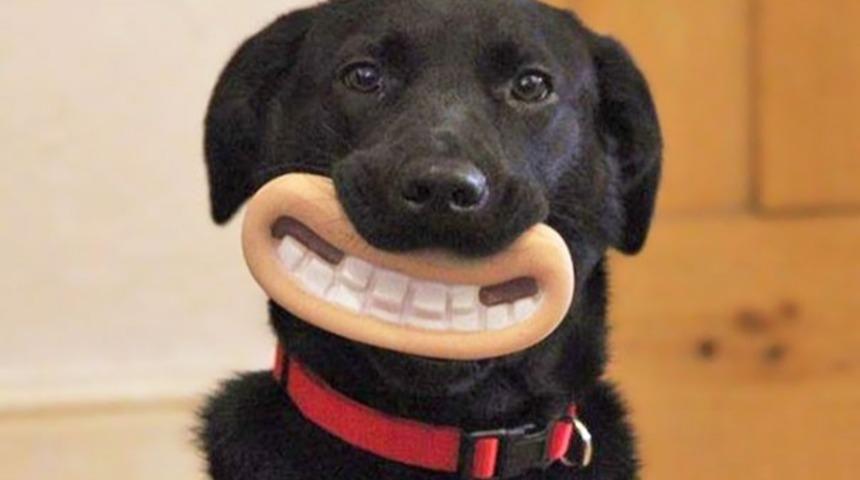 Oyuncaklarıyla Ne Kadar Sa&ccedil;ma Durduğunu Anlamayan 15 K&ouml;pek