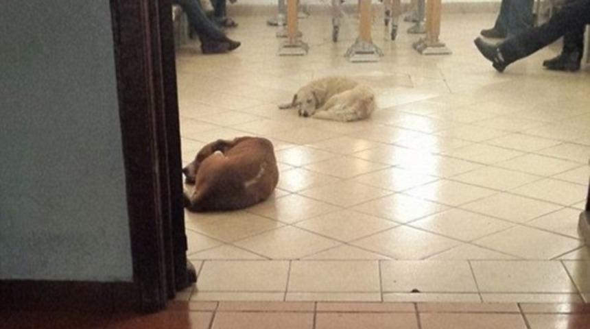Onlarca Sahipsiz K&ouml;pek Kendilerini Besleyen Yaşlı Kadının Cenazesine Katıldı