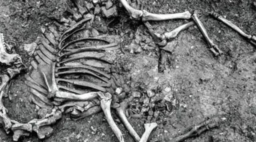 Avusturya'da Osmanlı'dan Kalma Deve İskeleti Bulundu