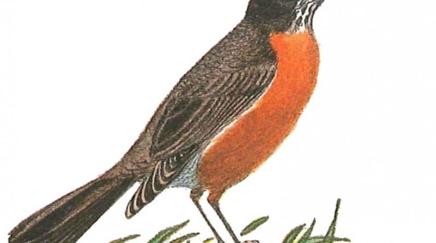 Sihirli Mantarların &Ccedil;ıktığını G&ouml;steren 20 İşaret