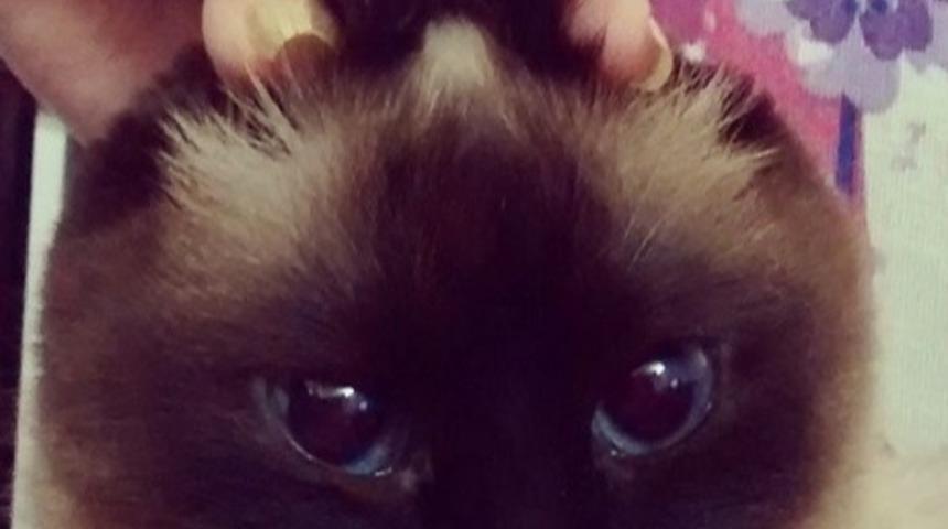 Paskalya'ya Hazır 10 Tavşan Kedisi!