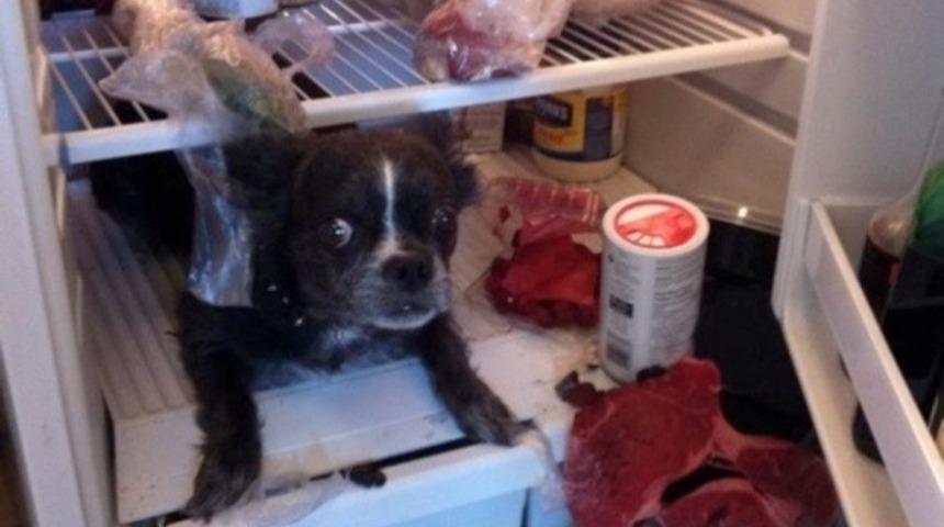 Sahibinin Eve Erken Geleceğini Ummayan 20 Su&ccedil;lu Hayvan