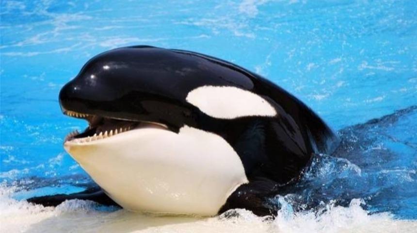 14 Sevimli Hayvanın Bilmediğiniz Değişik Y&ouml;nleri