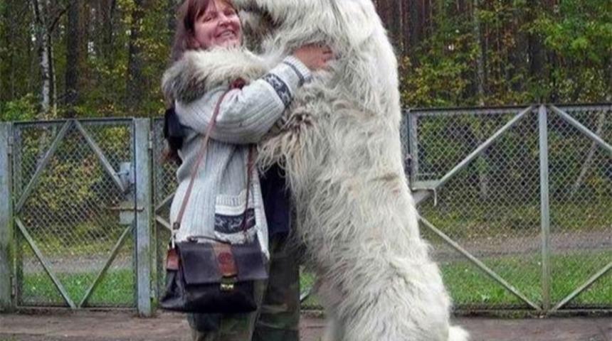 Büyüklüklerinin Farkında Olmayan 20 Kuçu