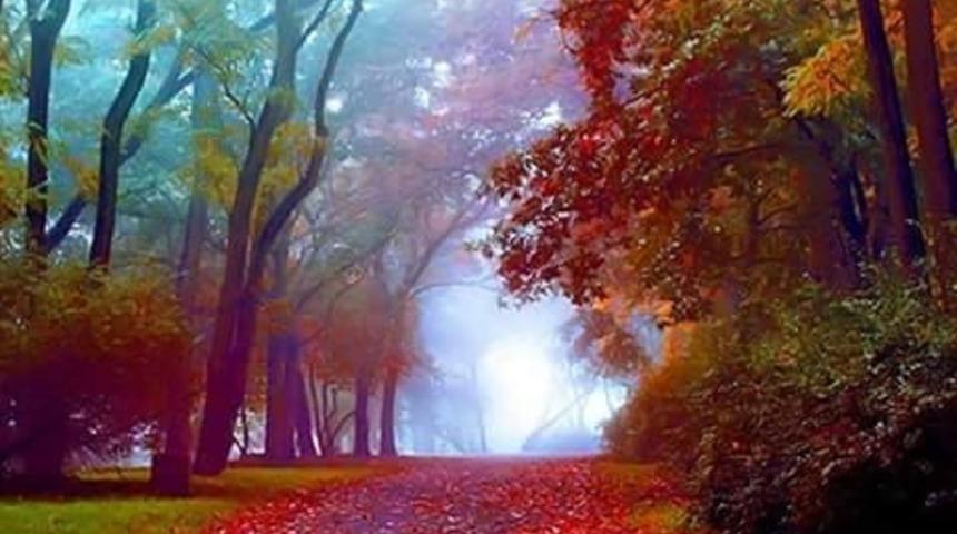 Bahar Aylarının M&uuml;jdecisi, &Ccedil;i&ccedil;ek A&ccedil;an Ağa&ccedil;lar G&ouml;nl&uuml;n&uuml;z&uuml;n Yaylarını Gevşetecek! 