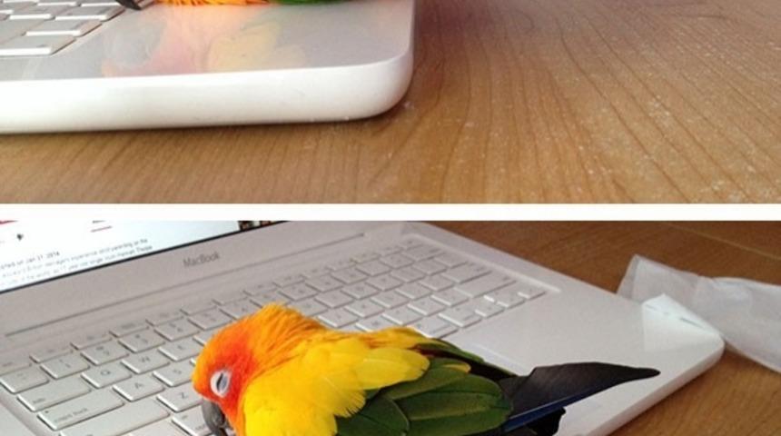 Sıcaklığı Her Şeyden &Ccedil;ok Seven 25 Hayvan