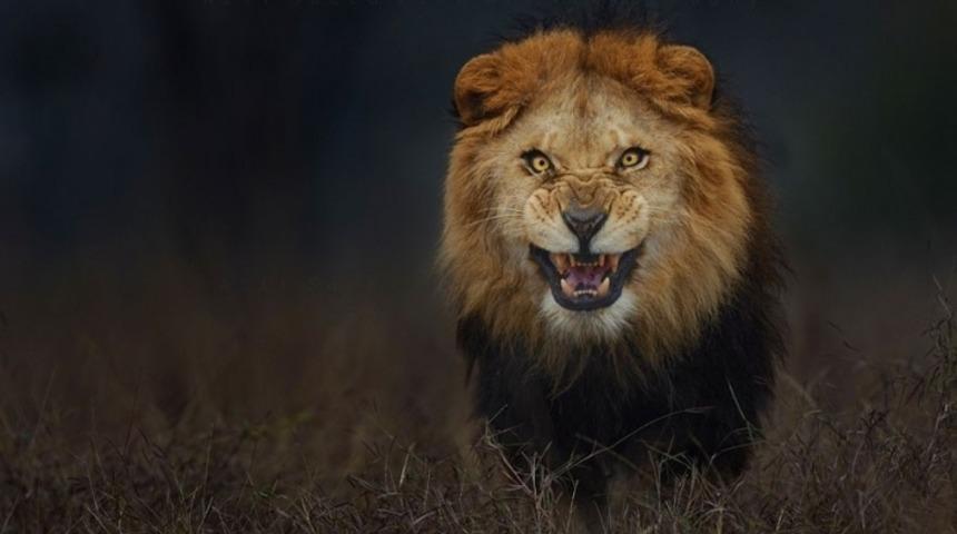 Bu Fotoğraf&ccedil;ı &Uuml;zerine Koşan Aslanları &Ccedil;ekiyor