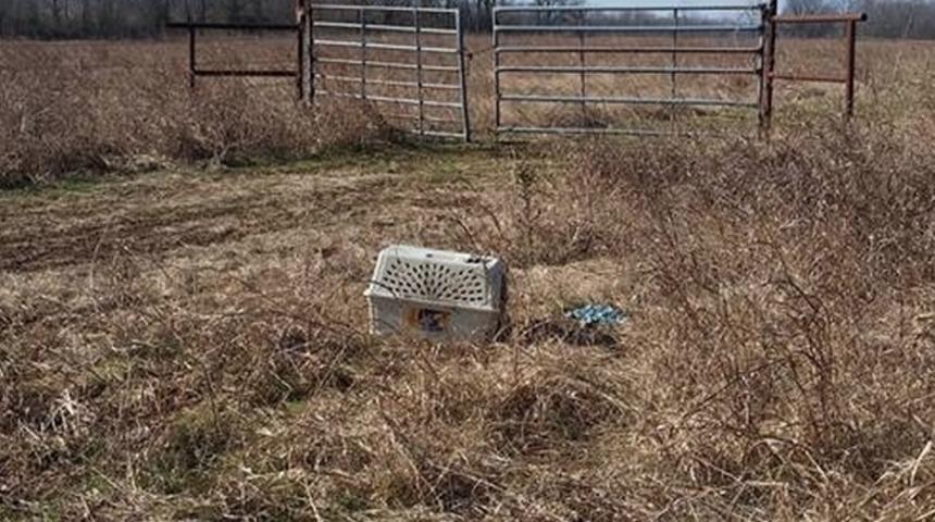 Bir Kutunun İ&ccedil;inde Ormana Terk Edilen Ve Uzun S&uuml;re A&ccedil; Kalan Boby'nin Hikayesi