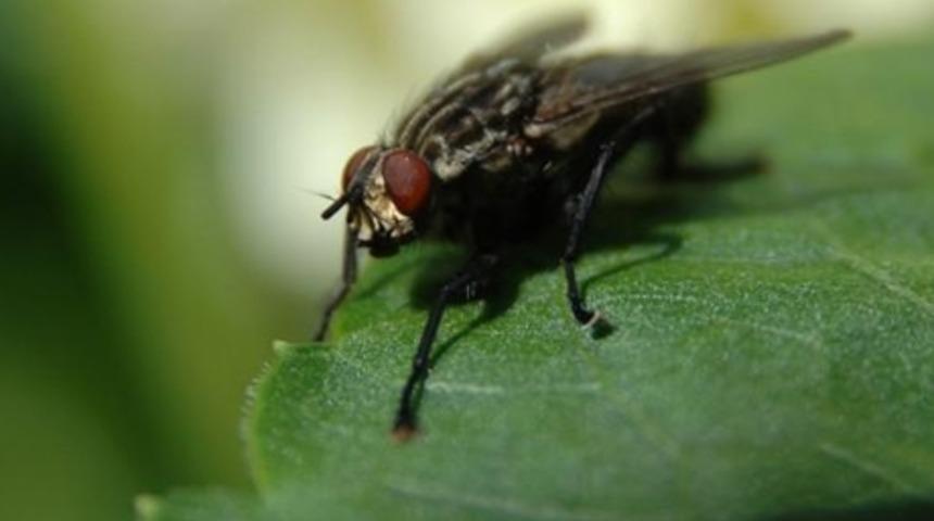 Gelecekte Gıda Sekt&ouml;r&uuml; B&ouml;ceklere Mi Dayanacak?