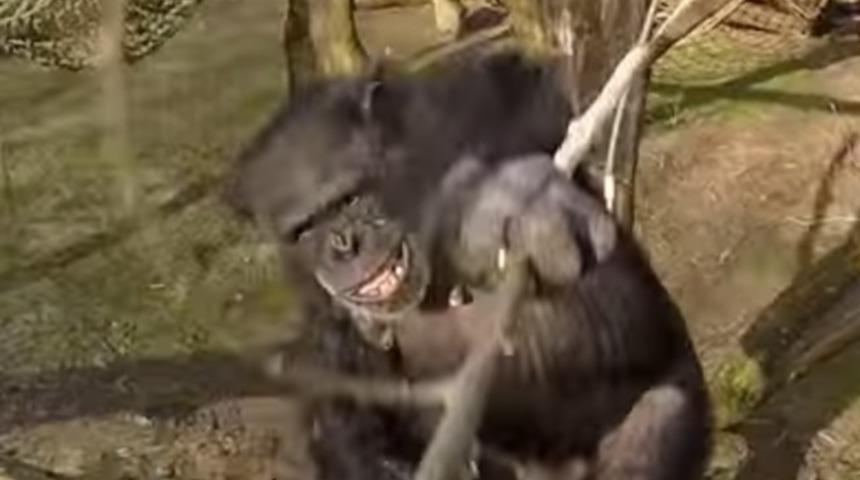 Doğal Yaşamlarını İhlal Eden Drone'lara Saldıran Maymunlar