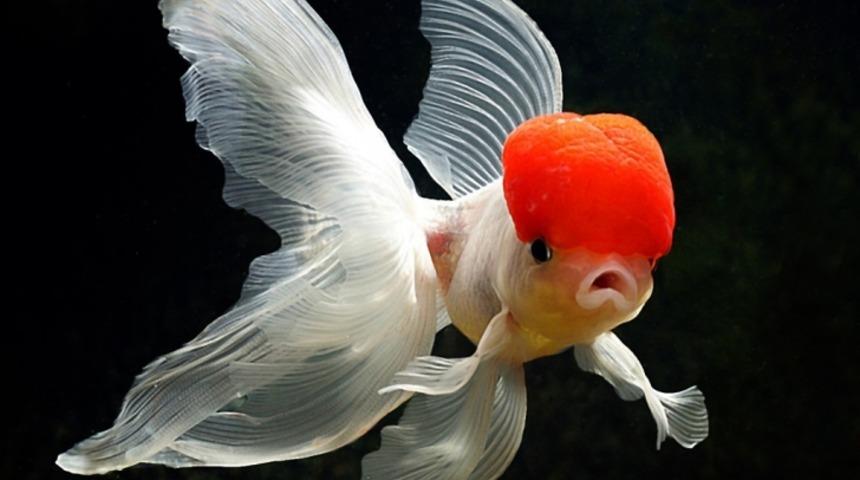 Akvaryuma Yeni Merak Saranların G&ouml;zdesi Japon Balığı Hakkında Bilmeniz Gerekenler