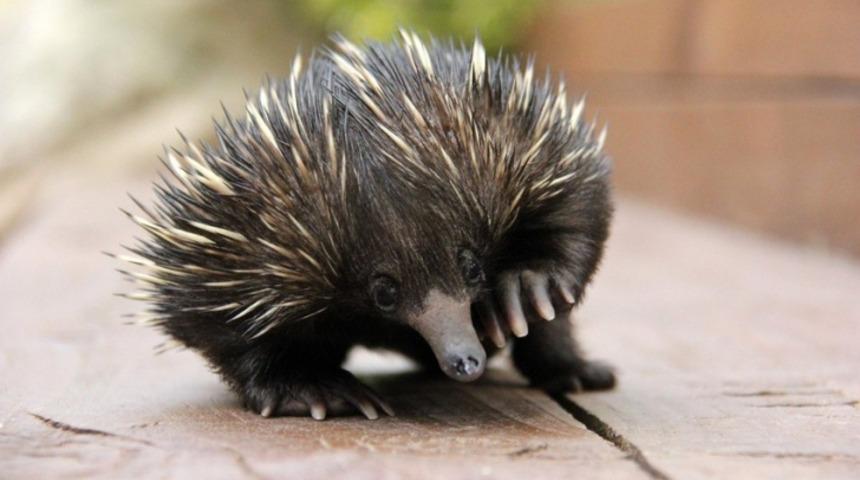 B&ouml;yle Tatlı Kirpi G&ouml;rmediniz