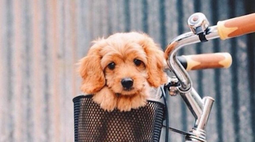 K&ouml;pek Severlere M&uuml;jde! Bilim İnsanları Diyor ki K&ouml;pek G&ouml;zleri Bizi Mutlu Ediyor!