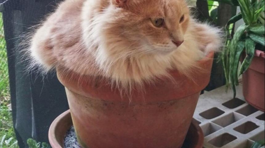 Kediler Bitkilere &Ouml;zenirse!