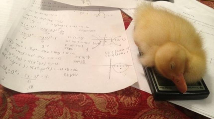 &Uuml;niversite &Ouml;ğrencilerinin Bol Bol Kullandığı 16 Kelime Ve Ger&ccedil;ek Anlamları