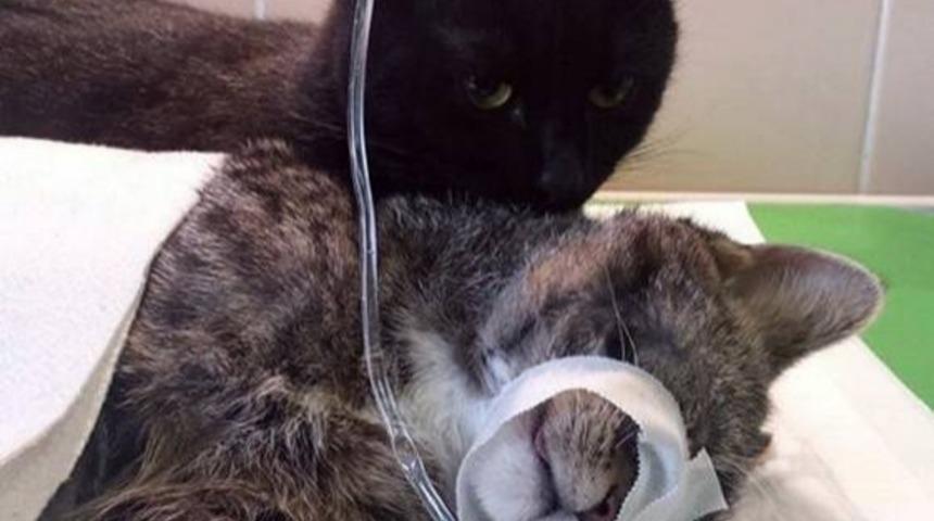 Hemşire Kedi ile Tanışın!