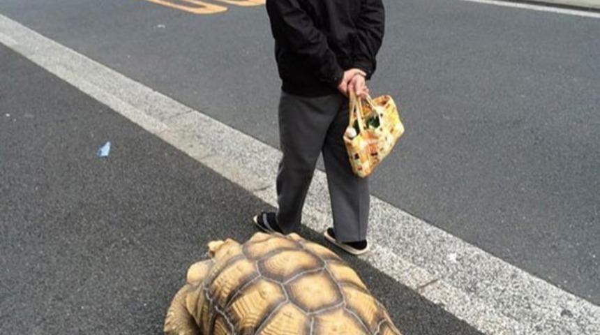 İşte Ger&ccedil;ek Kaplumbağa Terbiyecisi!