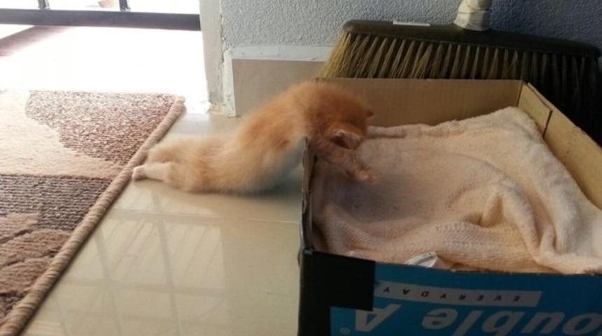 Hafta Sonuna Acilen İhtiyacı Olan 12 Kedi