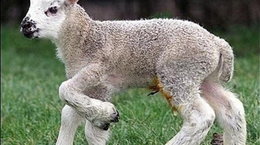 Beş Bacaklı Tatlı Kuzu &Ccedil;ok İlgi G&ouml;r&uuml;yor