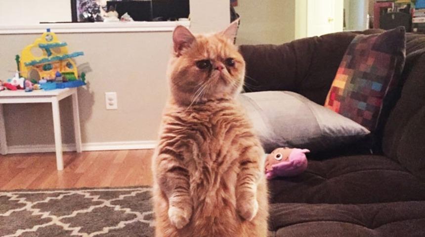 İnsana Evrilmesi Muhtemel Kedi: George 