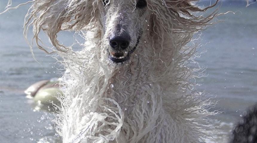 Karizma Ve İmaj Bu Hayvanlarda Olağan!